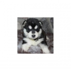 Estamos buscando foros familia cariñosa para nuestros cachorros Siberian Husky - mejor precio | unprecio.es