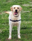 Labrador Retriever en adopción - mejor precio | unprecio.es