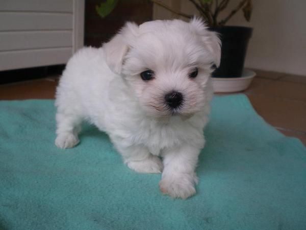 Maltesitos, verdaderos peluches