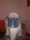maravillosos cachorros de BOXER CON PEDIGREE 350 EUROS - mejor precio | unprecio.es