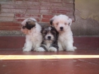 Perros pequeños y medianos Cocker, Bichón Frise, Jack Russell, Kyi Leo, Lhasa Apso, Scotisch Terrier, Westhiglan Terrie - mejor precio | unprecio.es