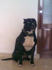 Pit bull De Talla Grande Para Montas - mejor precio | unprecio.es