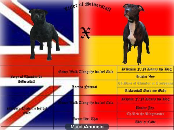 Proxima camada de Staffordshire bull terrier