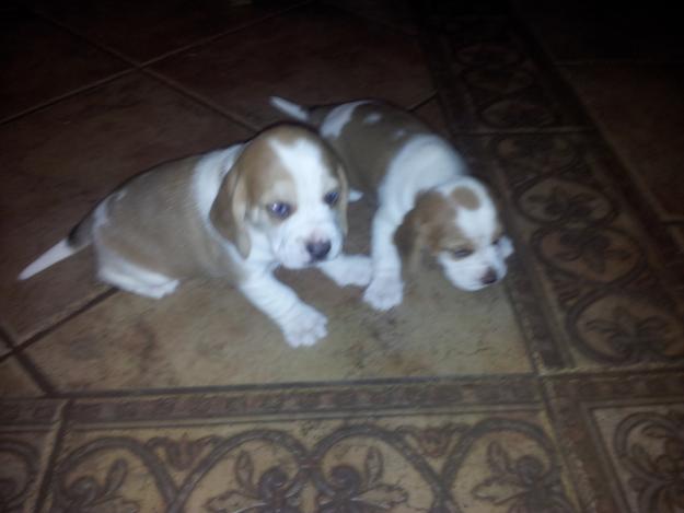 vendo cachorritos de beagle empezando a comer