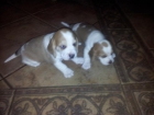 vendo cachorritos de beagle empezando a comer - mejor precio | unprecio.es