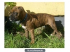 Vendo cachorro de boxer con 7 meses - mejor precio | unprecio.es