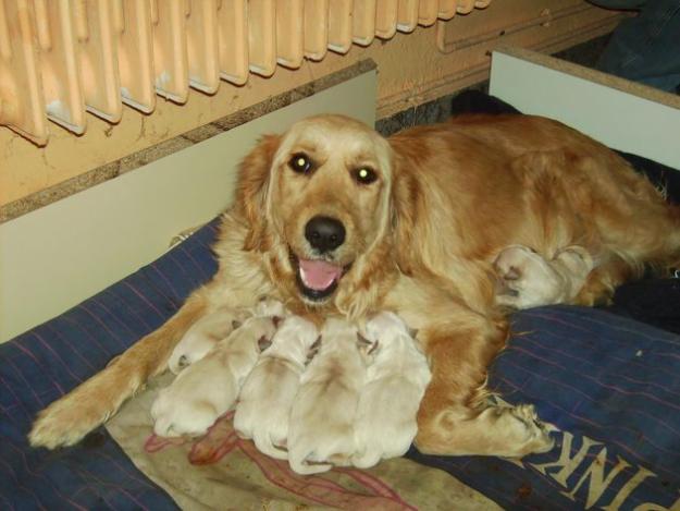 Vendo Preciosos cachorritos de golden retriever