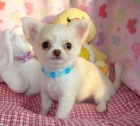 Cachorros de Chihuahua Para Adopción - mejor precio | unprecio.es