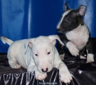 ¡Tu Bullterrier.Autenticos y buen precio ! - mejor precio | unprecio.es