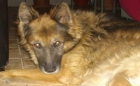 Adopten a Repsy !! - mejor precio | unprecio.es