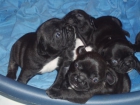 buldog frances - mejor precio | unprecio.es