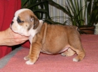 BULLDOG INGLES MACHO (OFERTA) - mejor precio | unprecio.es