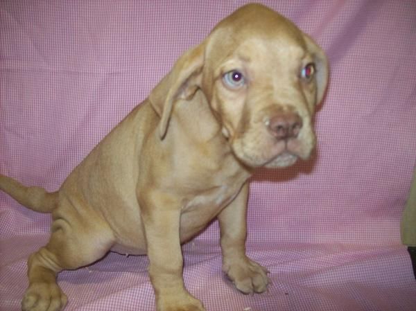 Cachorros de Dogo de Burdeos 750  con pedigrí
