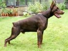 Cachorros Dobermann - mejor precio | unprecio.es