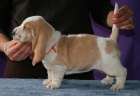 Camada Basset Hound - mejor precio | unprecio.es