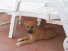 Luci, cachorrita de 3 meses - mejor precio | unprecio.es