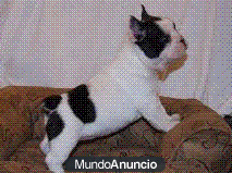 Perritos Bulldog Frances!