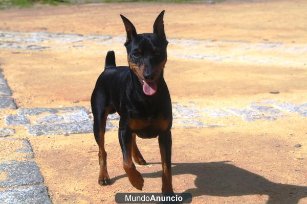 pinscher miniatura