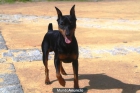 pinscher miniatura - mejor precio | unprecio.es