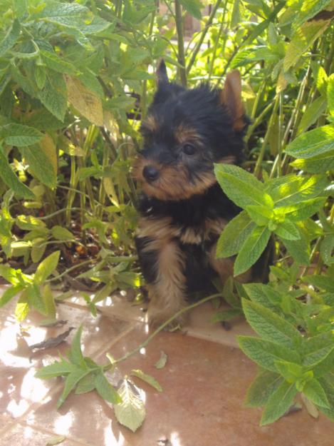 Preciosos Cachorros de Yorkshire, Calidad y Garantia