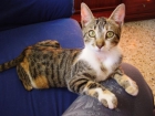 Regalo gatita - mejor precio | unprecio.es