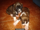 Vendo cachorros de boxer muy bonitos - mejor precio | unprecio.es