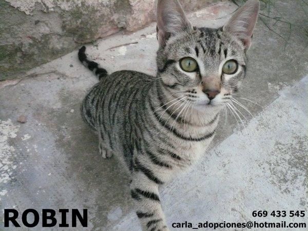 ADOPTA A ROBIN