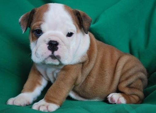 Cachorros de Bulldog que se caliente el corazón y la vida. Cachorros de registro a los buenos hogares.