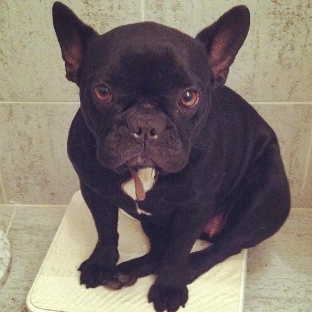 Camada disponible de bulldog frances