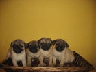 CARLINOS, PRECIOSOA CACHORROS 390 - mejor precio | unprecio.es