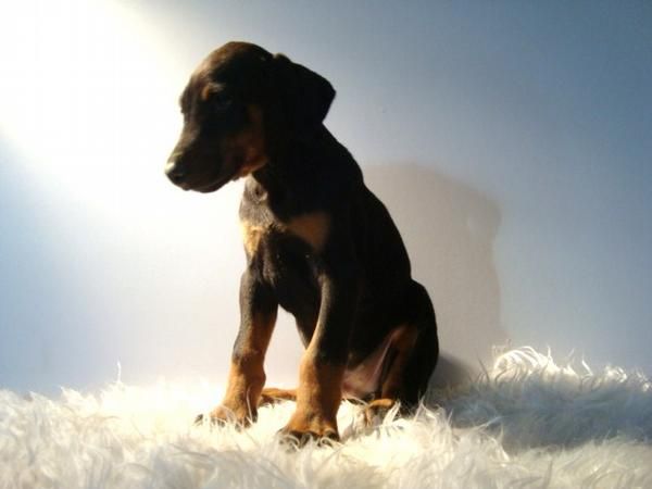 DOBERMAN , CACHORROS DISPONIBLES MACHOS & HEMBRAS