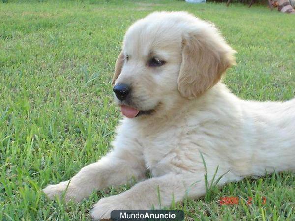 golden retriever capa dorada