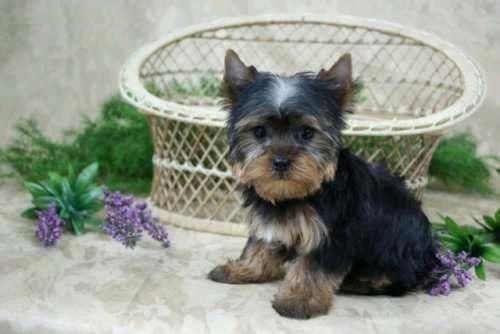 Pura raza Yorkshire Terrier