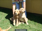 Regalo CACHORRAS GOLDEN RETRIEVER00000002 - mejor precio | unprecio.es