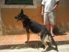 Regalo cachorros urgentemente