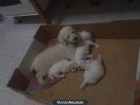 VENDO CANICHE ENANO, P URO BLANCO - mejor precio | unprecio.es