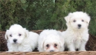 BICHON MALTES CON MICROCHIP,  360€ - mejor precio | unprecio.es