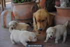 cachorritos golden retriever - mejor precio | unprecio.es
