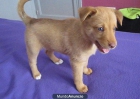 cachorro podenco portugues barcelona - mejor precio | unprecio.es