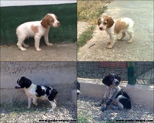 CACHORROS DE EPAGNEUL BRETON
