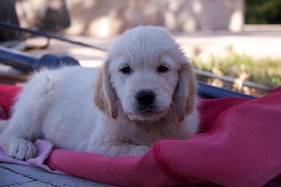 Cachorros de Golden Retriever