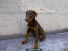 Doberman hembra rojo - fuego - mejor precio | unprecio.es