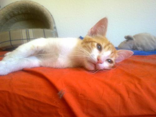 Gatito Klaus, necesita un hogar