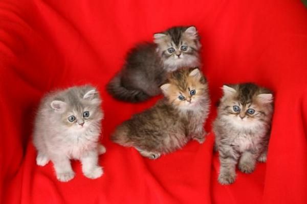 GATITOS PERSAS