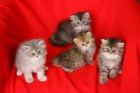 GATITOS PERSAS - mejor precio | unprecio.es