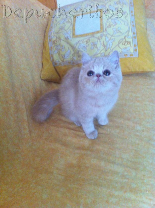 Gato Exotico crema Ulrich Depucheritos