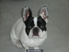 HEMBRA DE BULLDOG FRANCES BUSCA MACHO PARA MONTA!!!URGENTE!!! - mejor precio | unprecio.es