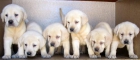 LABRADORES DORADOS 250€ - mejor precio | unprecio.es