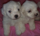 VENDO CACHORROS DE BICHON MALTES CON PEDIGREE - mejor precio | unprecio.es