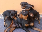 VENDO CACHORROS PINCHER MINIATURA - mejor precio | unprecio.es